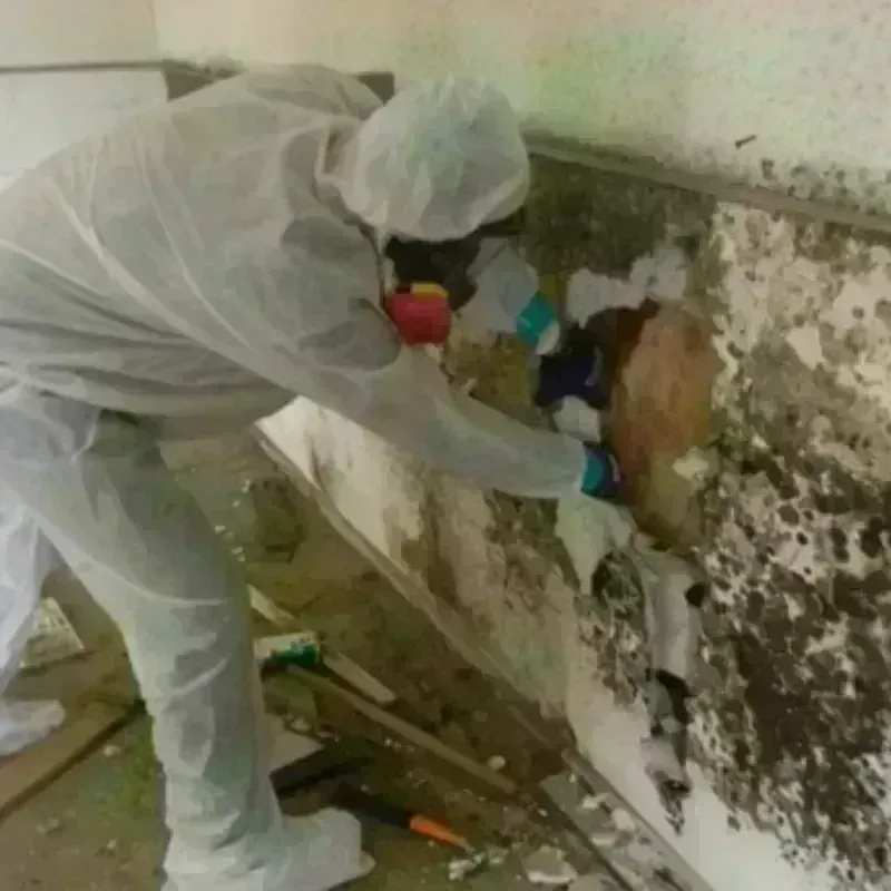 Mold Remediation and Removal in Carrollton, GA